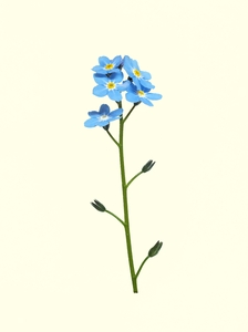 Forget me Not